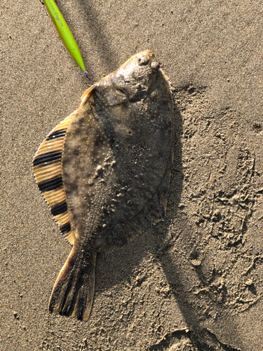 ヌマガレイの釣果