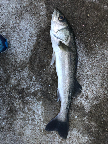 スズキの釣果