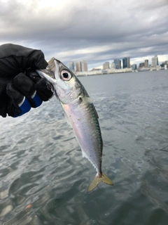 マサバの釣果