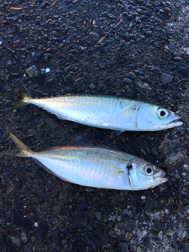 マアジの釣果