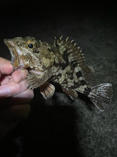 カサゴの釣果