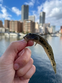 ハゼの釣果