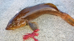 アイナメの釣果