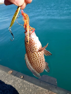 オオモンハタの釣果