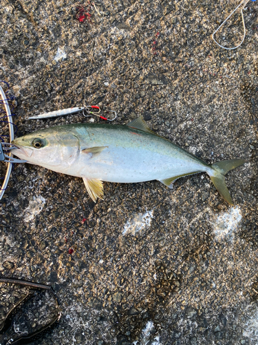 ハマチの釣果