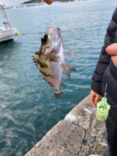 シロメバルの釣果