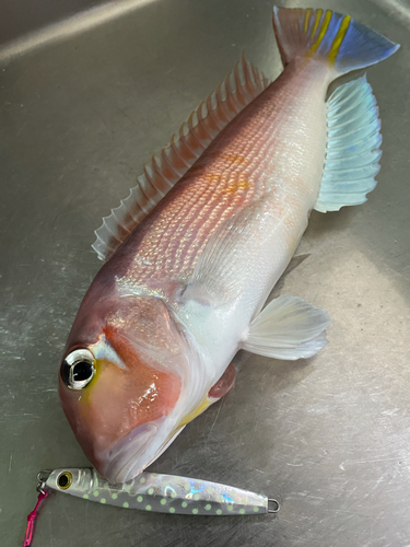 アマダイの釣果