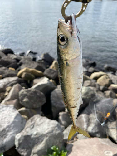 サバの釣果