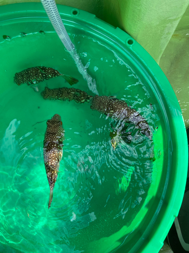 ショウサイフグの釣果