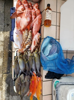 チカメキントキの釣果