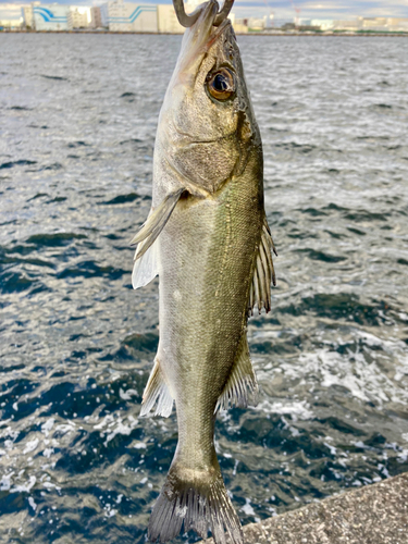 セイゴ（マルスズキ）の釣果