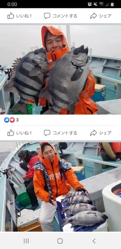 イシダイの釣果