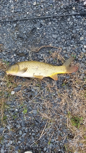 ニゴイの釣果