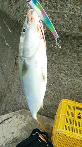 ハマチの釣果