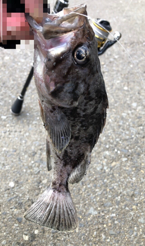 クロソイの釣果