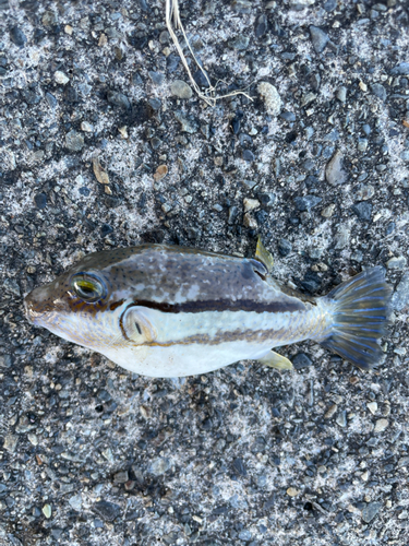 フグの釣果