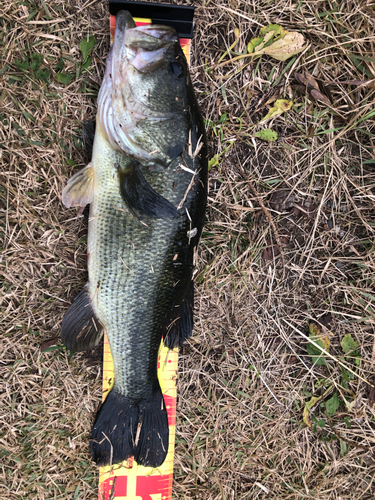 ラージマウスバスの釣果