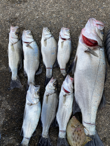 シーバスの釣果