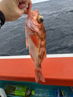 オキメバルの釣果