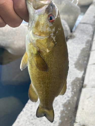 スモールマウスバスの釣果