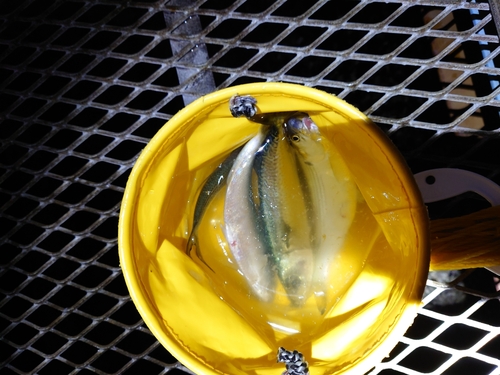 コノシロの釣果