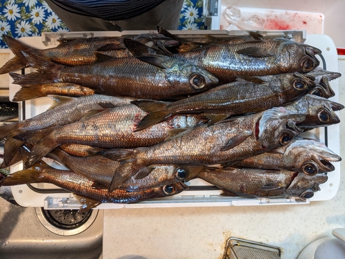 クロムツの釣果