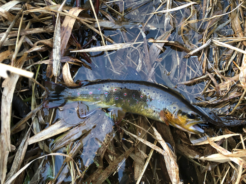 ブラウントラウトの釣果