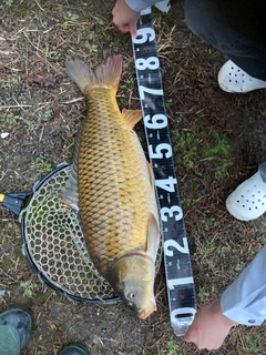 コイの釣果