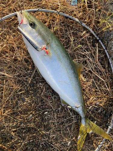 ハマチの釣果