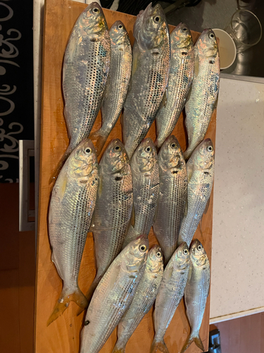 コノシロの釣果