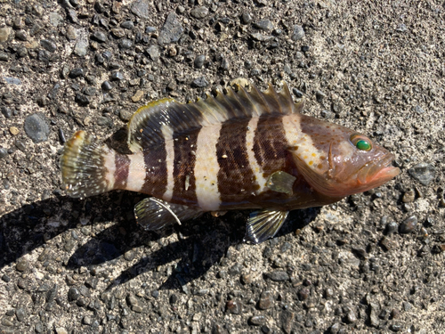 アオハタの釣果