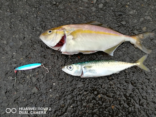 ショゴの釣果