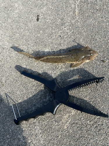 メゴチの釣果