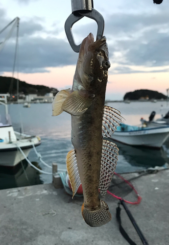 ハゼの釣果