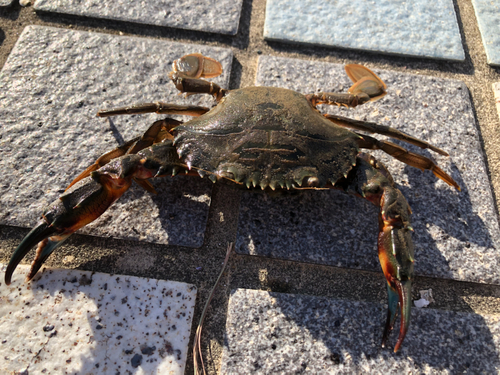 カニの釣果