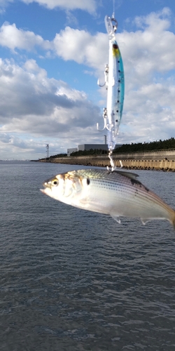 コノシロの釣果