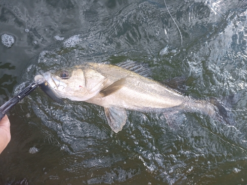 スズキの釣果