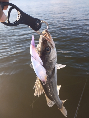 スズキの釣果