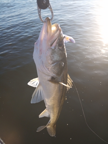 スズキの釣果