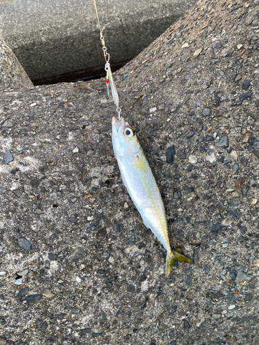 サバの釣果