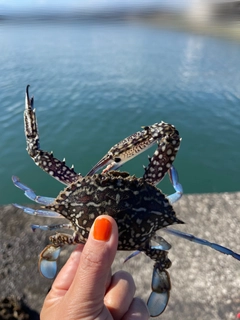 タイワンガザミの釣果