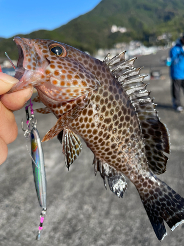 オオモンハタの釣果