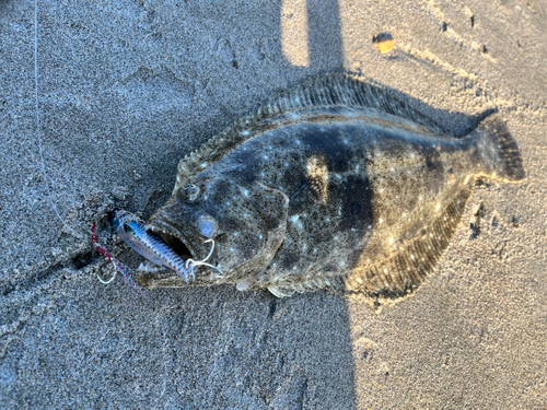 ヒラメの釣果