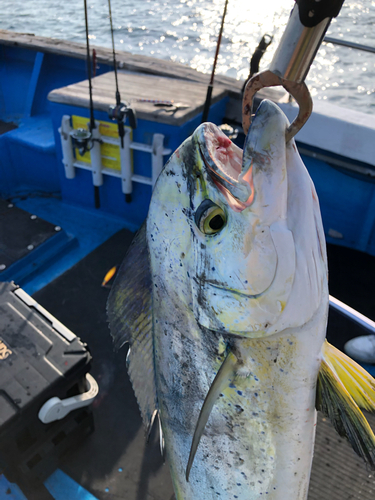 シイラの釣果