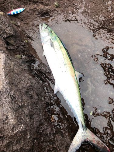 サゴシの釣果