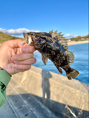 タケノコメバルの釣果