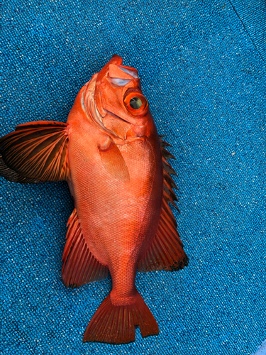 チカメキントキの釣果