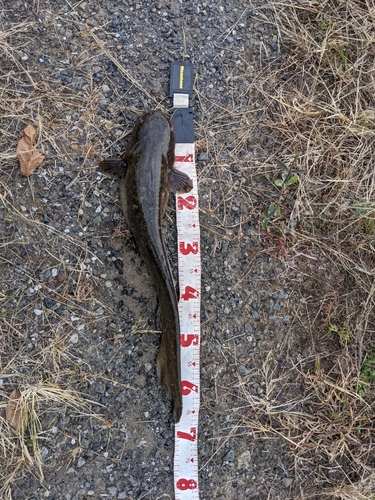 ナマズの釣果