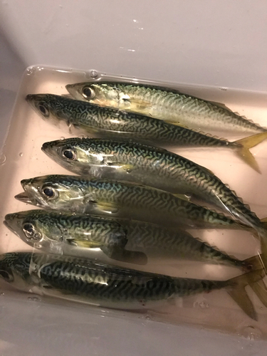 サバの釣果