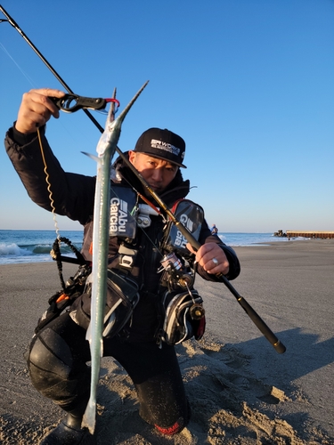 ダツの釣果